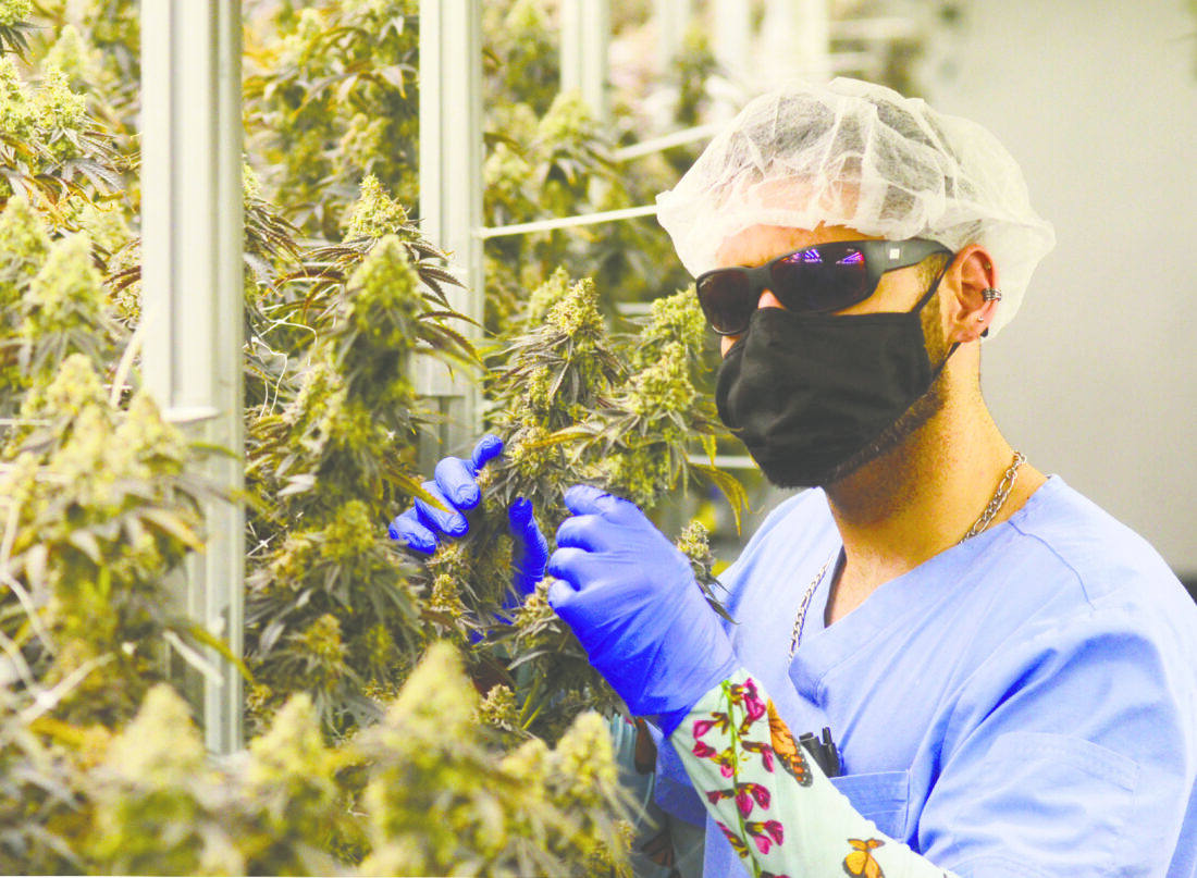 The buzz on Issue 2 marijuana vote | News, Sports, Jobs - Vimarsana News